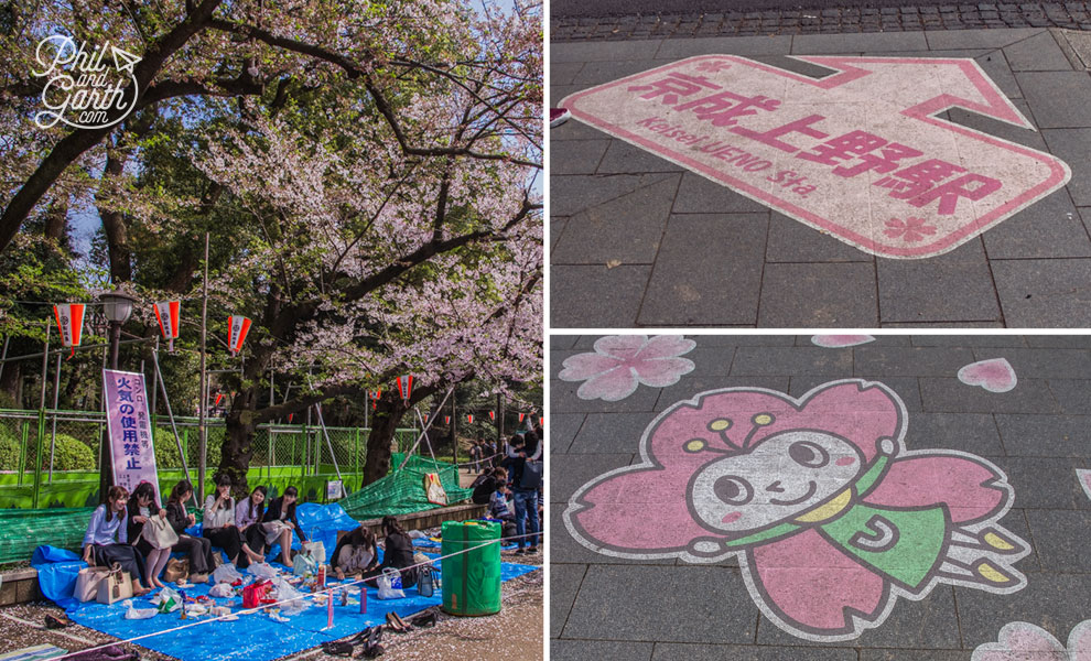 Tokyo_cherry_blossom_viewing_2_hanami_travel_review_and_video