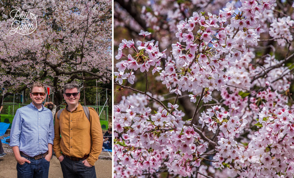 Tokyo_cherry_blossom_viewing_hanami_travel_review_and_video