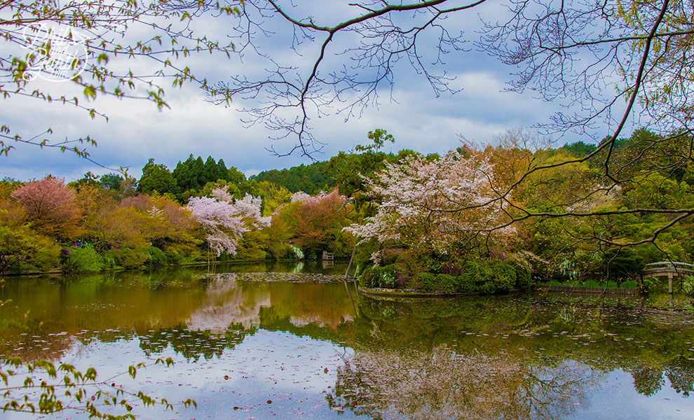 kyoto_japan_Ryoanji_Temple_pond_travel_review_and_quick_video