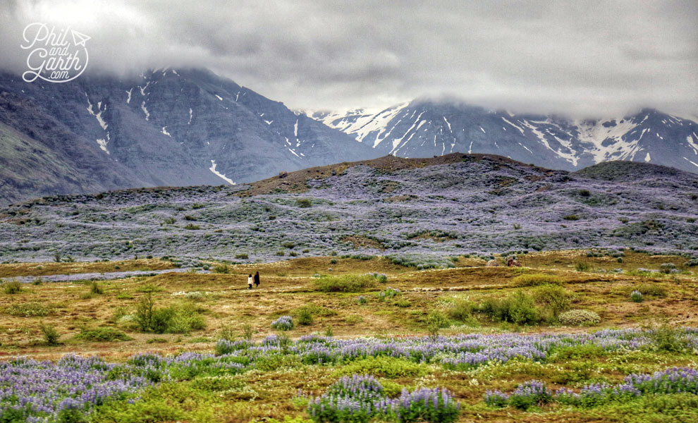 Iceland-south-alaksa-blue-lupines-travel-review