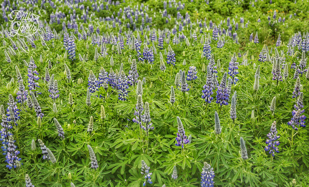 Iceland-south-field-of-alaksa-blue-lupines-travel-review