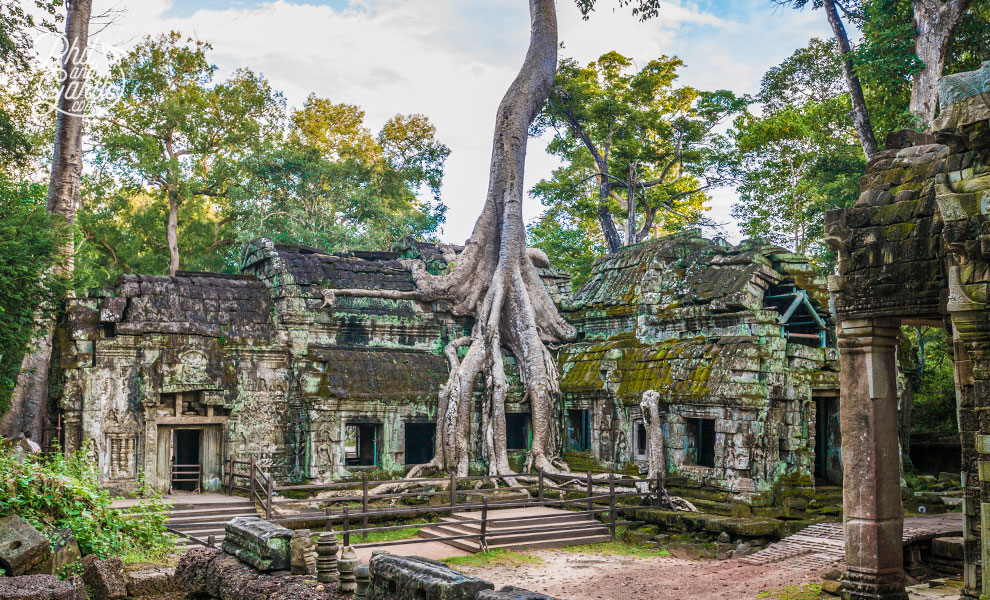 Tree roots look like giant alien hands from the sky