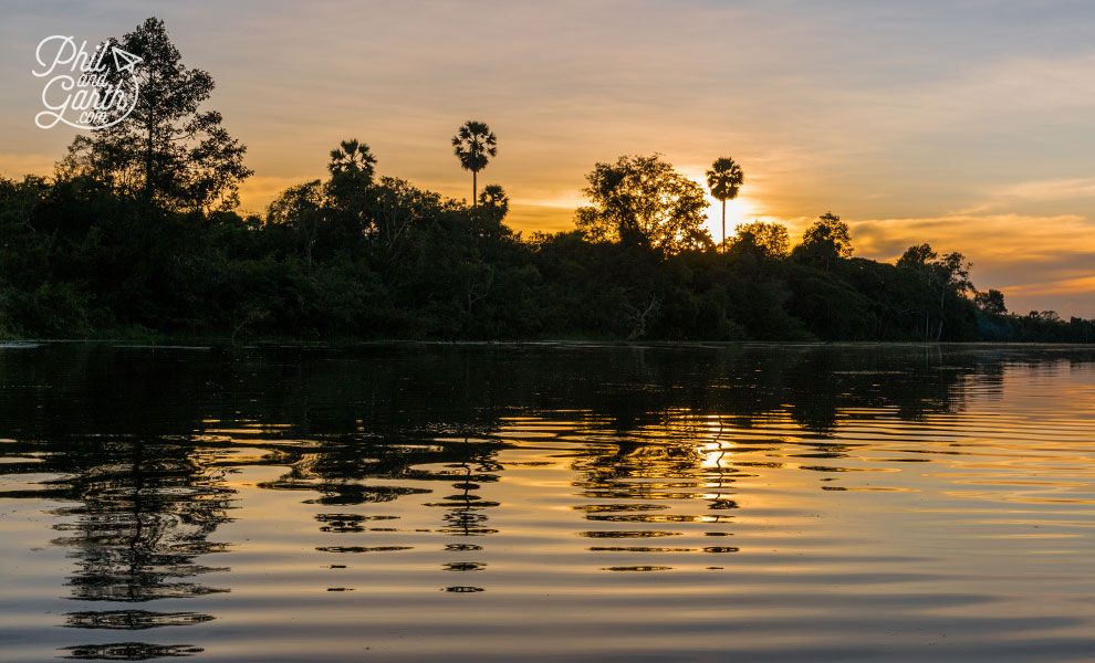 Cambodia's distinct fan shaped Sugar Palm Trees