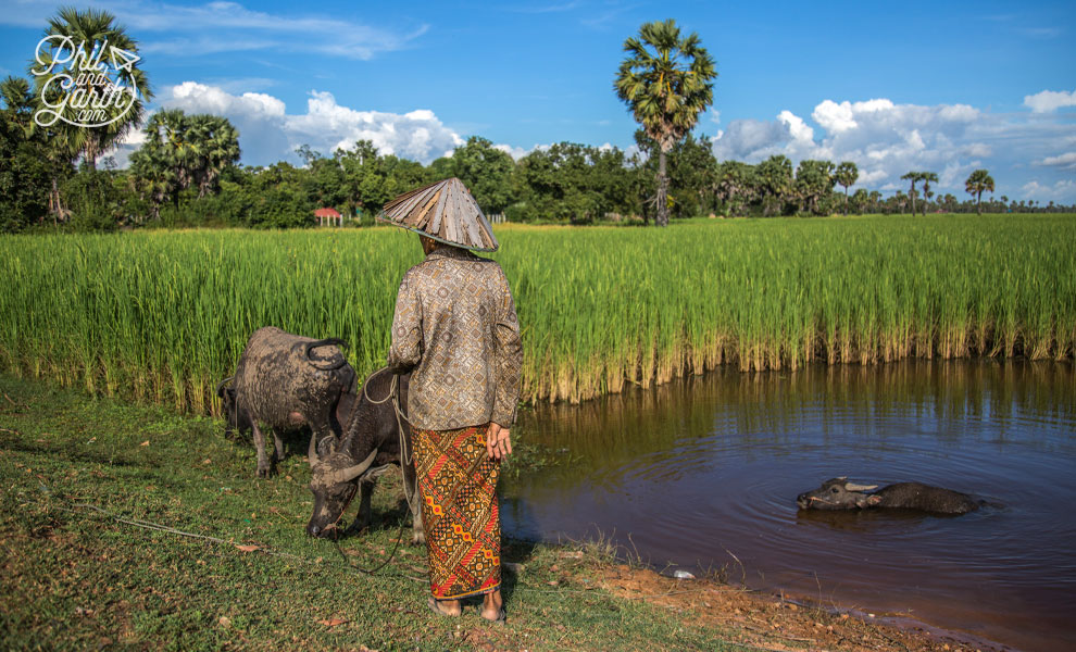 A farmer and his water buffalo in Angkor's rice fields