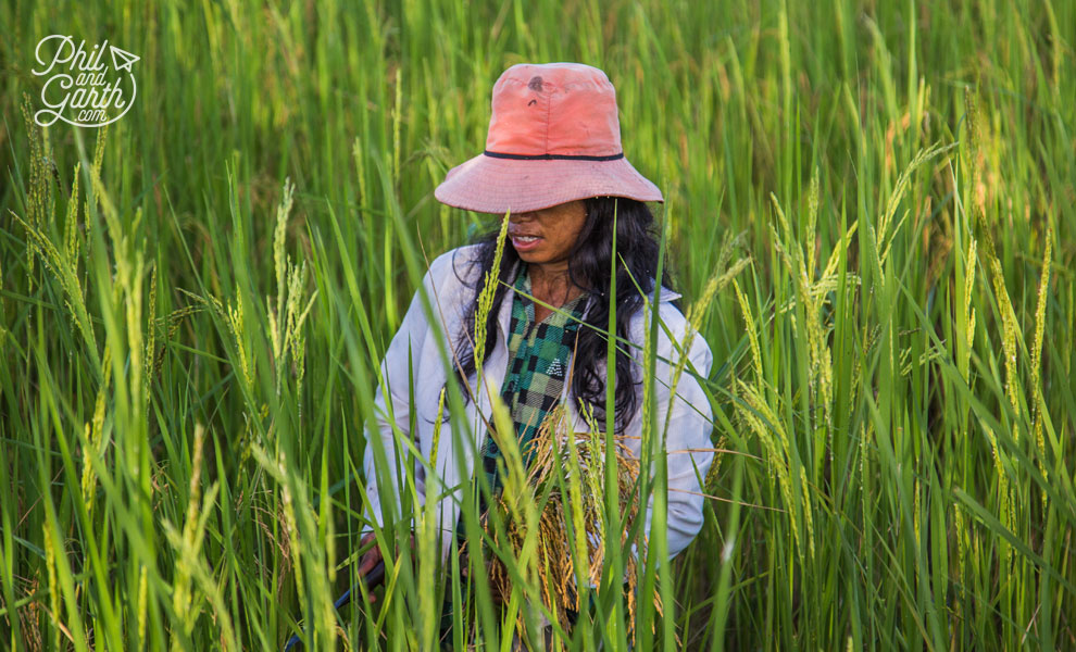 This farmer's wife doing some weeding in the rice