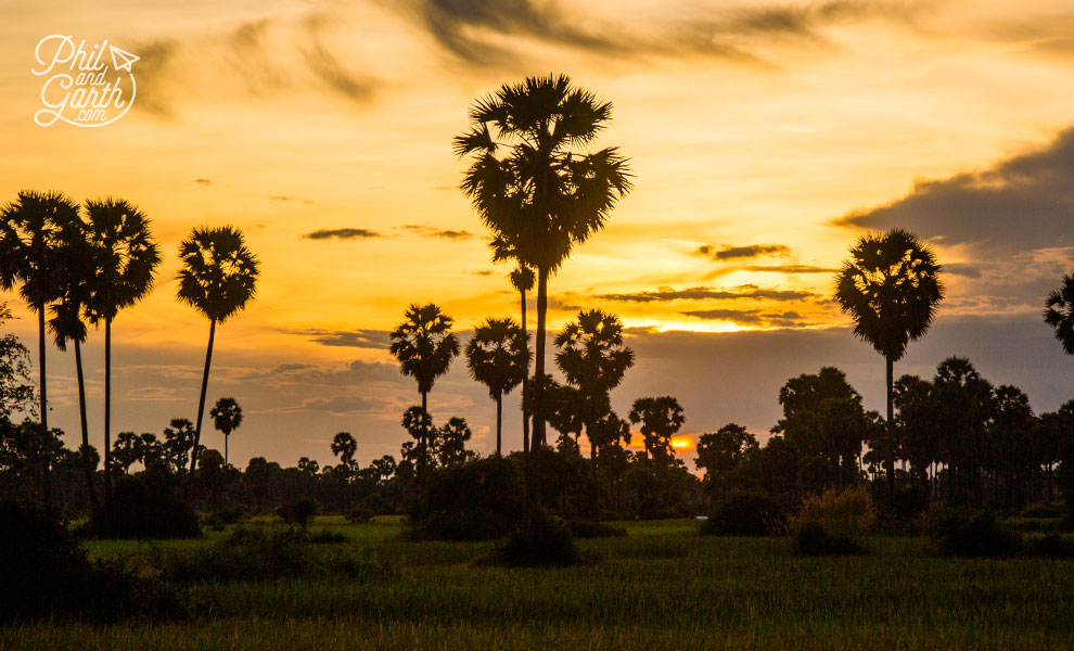 Lovely sunset and sugar palm trees in the countryside