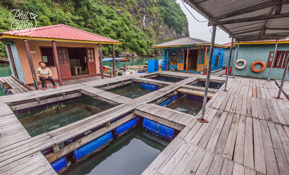 Fishing farm compartments holding different types of fish