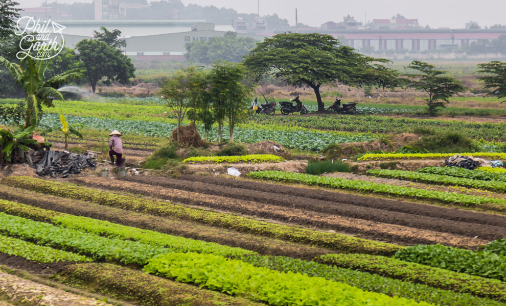 Farming in urban surroundings