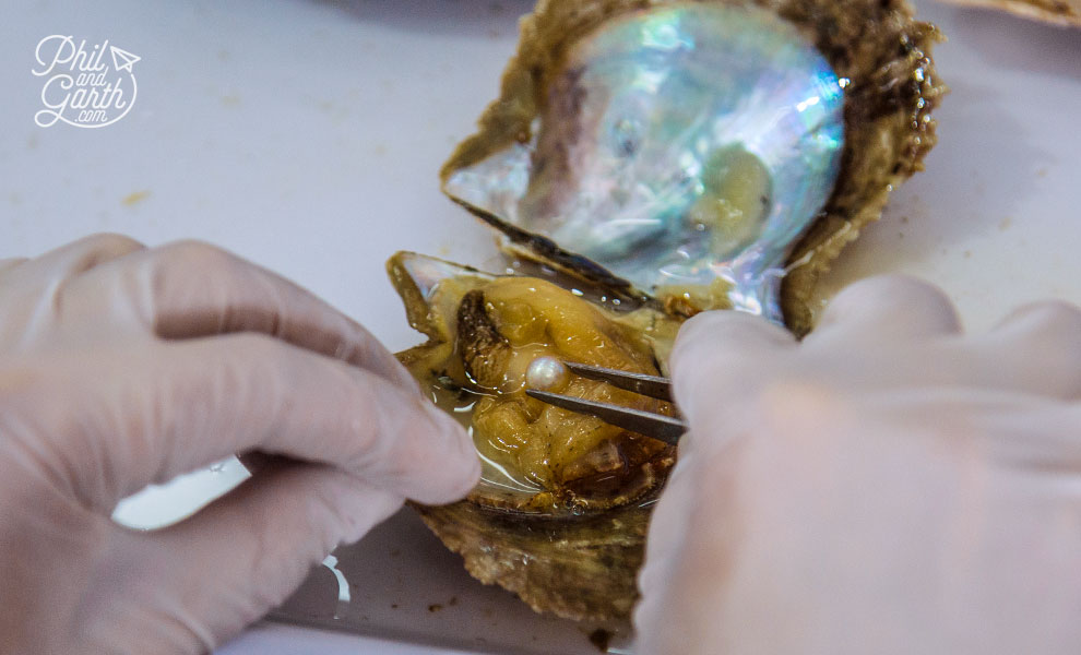 End of the road for this oyster, as the pearl is removed