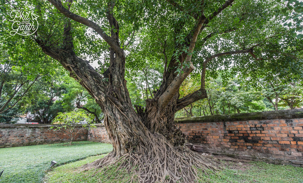 1,000 year old Banyan Tree