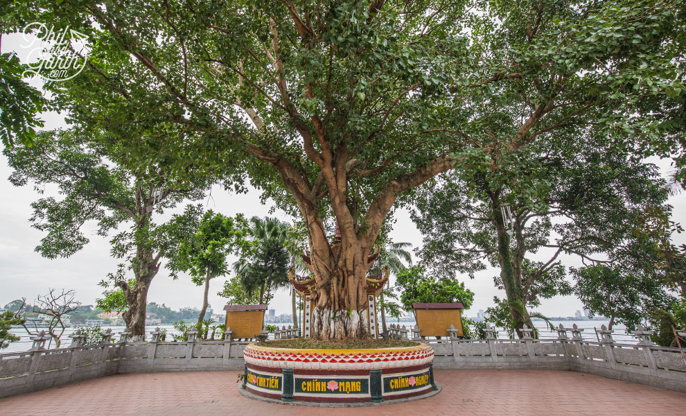 50+ year old Bodhi tree