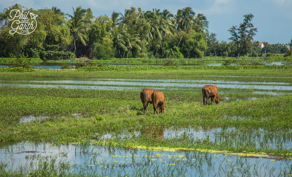 Countryside near Hoi An