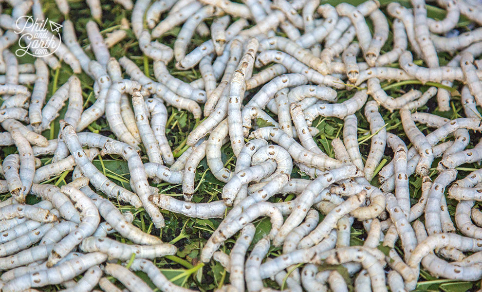 Silk worms