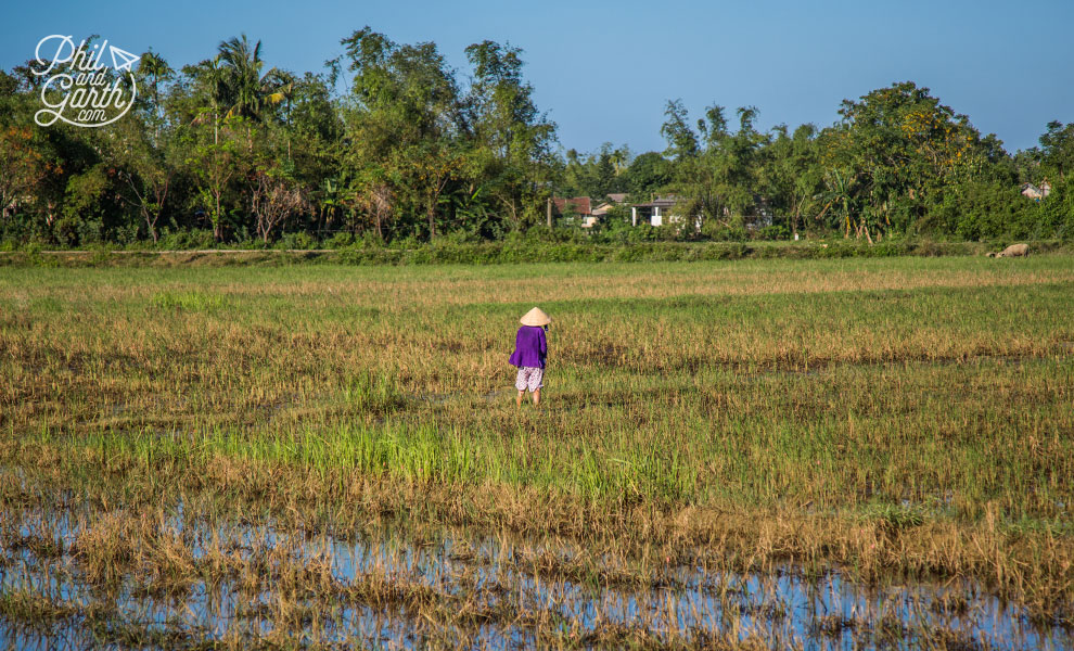 Rice farmer in Hue countryside