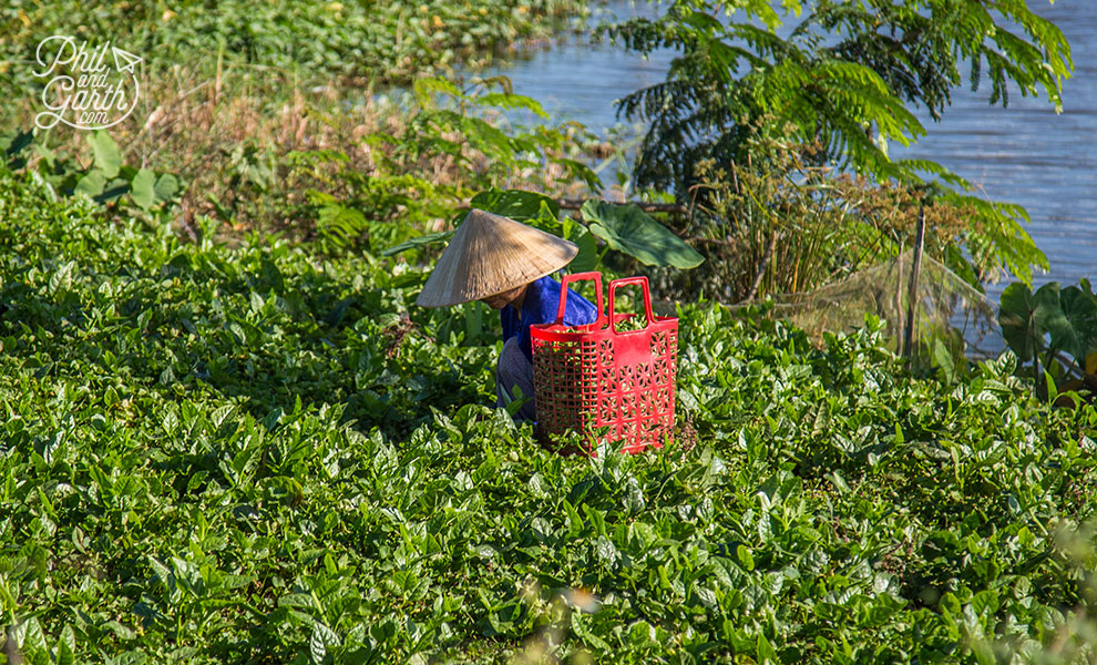 Farmer in Hue countryside