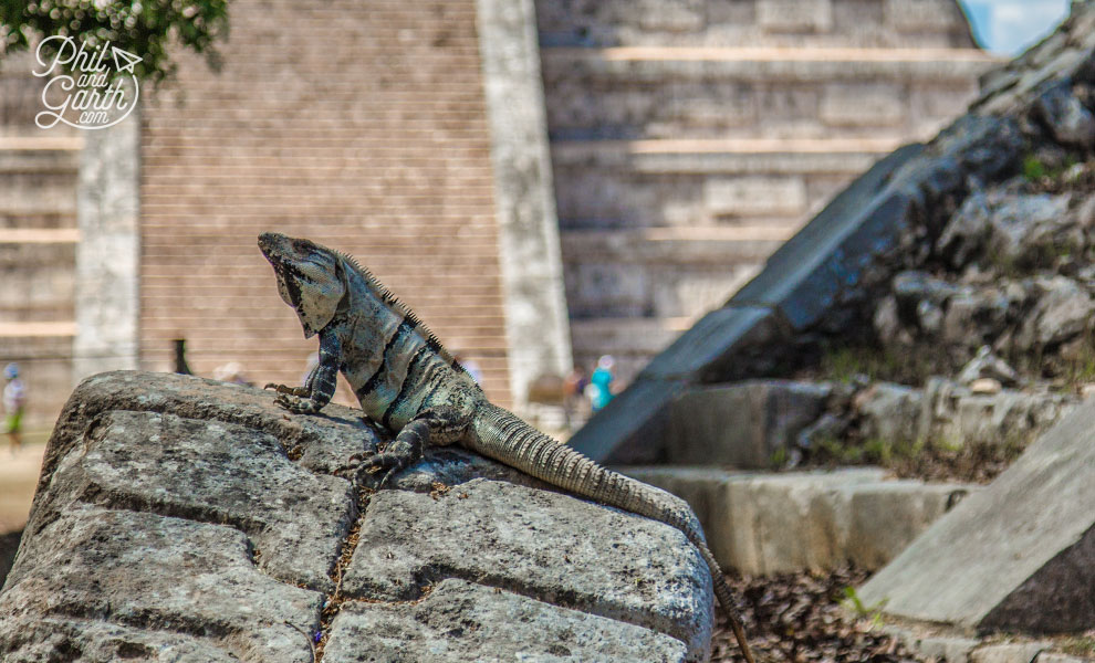 The Platform of Venus - where iguanas are the latest residents of Chichen Itza