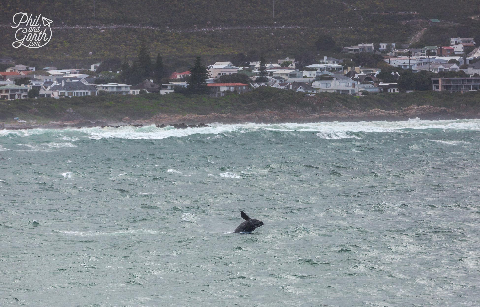 Hermanus Whale Watching in Walker Bay