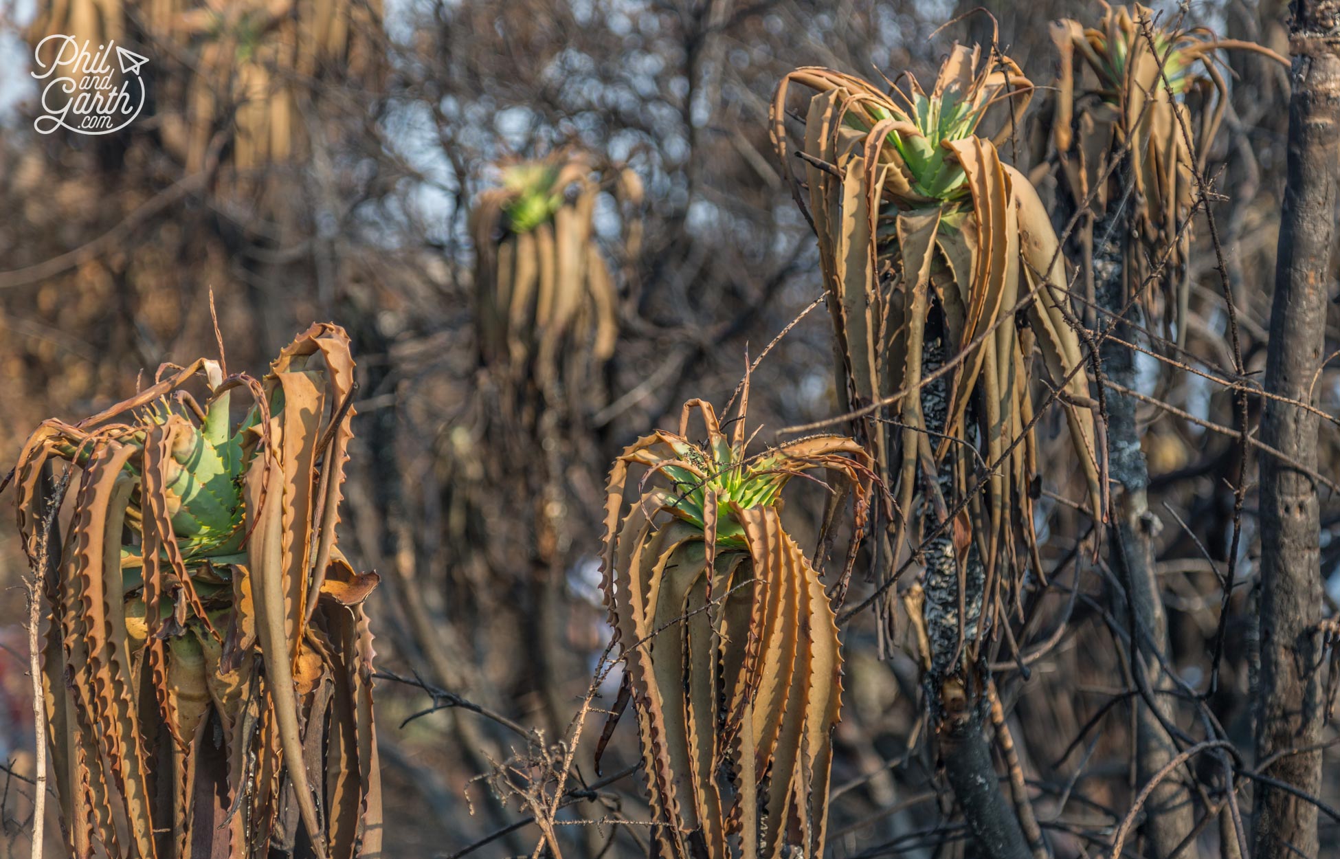 Aloe vera plants caught up in wild fires