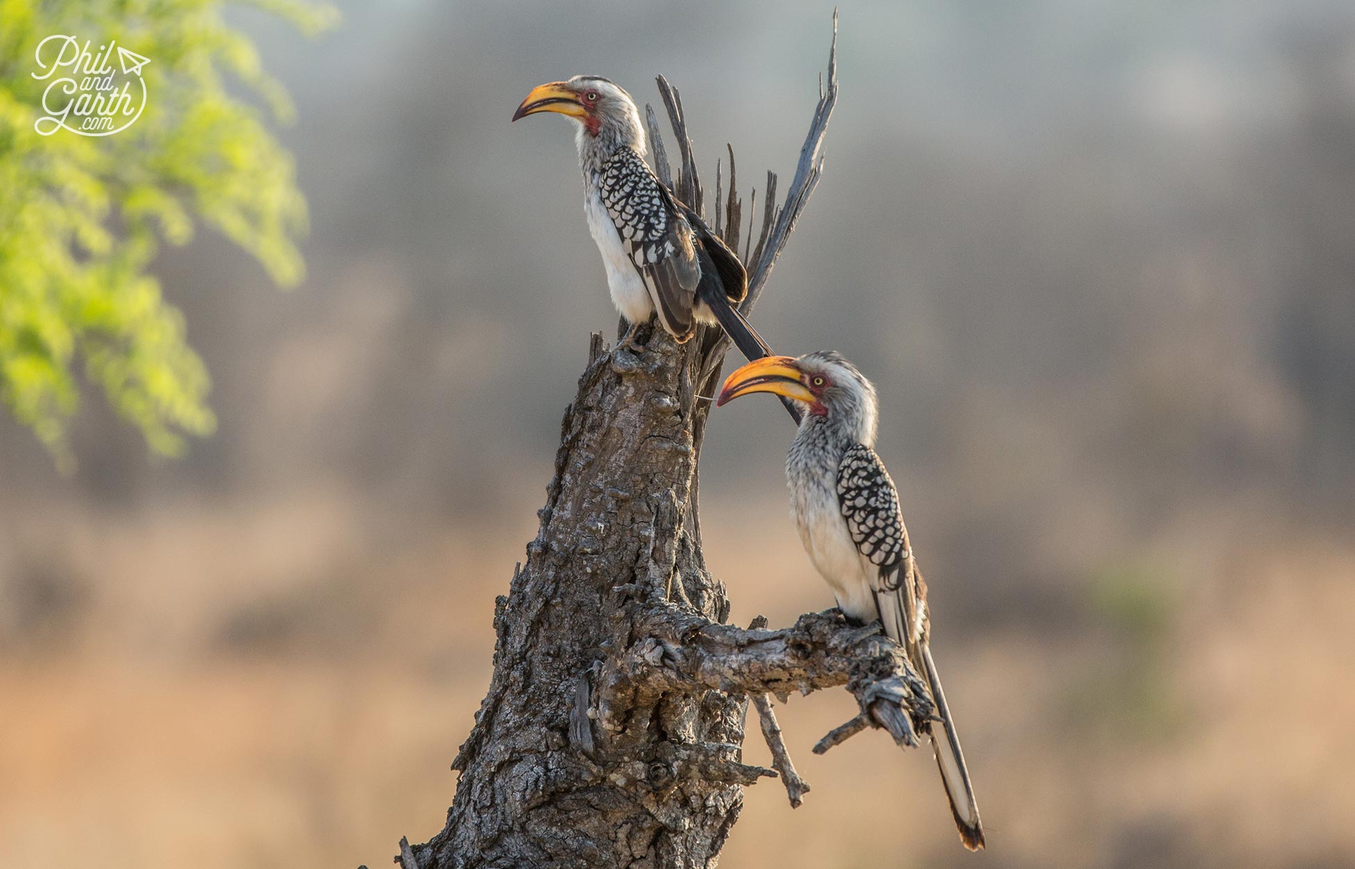 2 Day Kruger National Park Safari | Phil and Garth