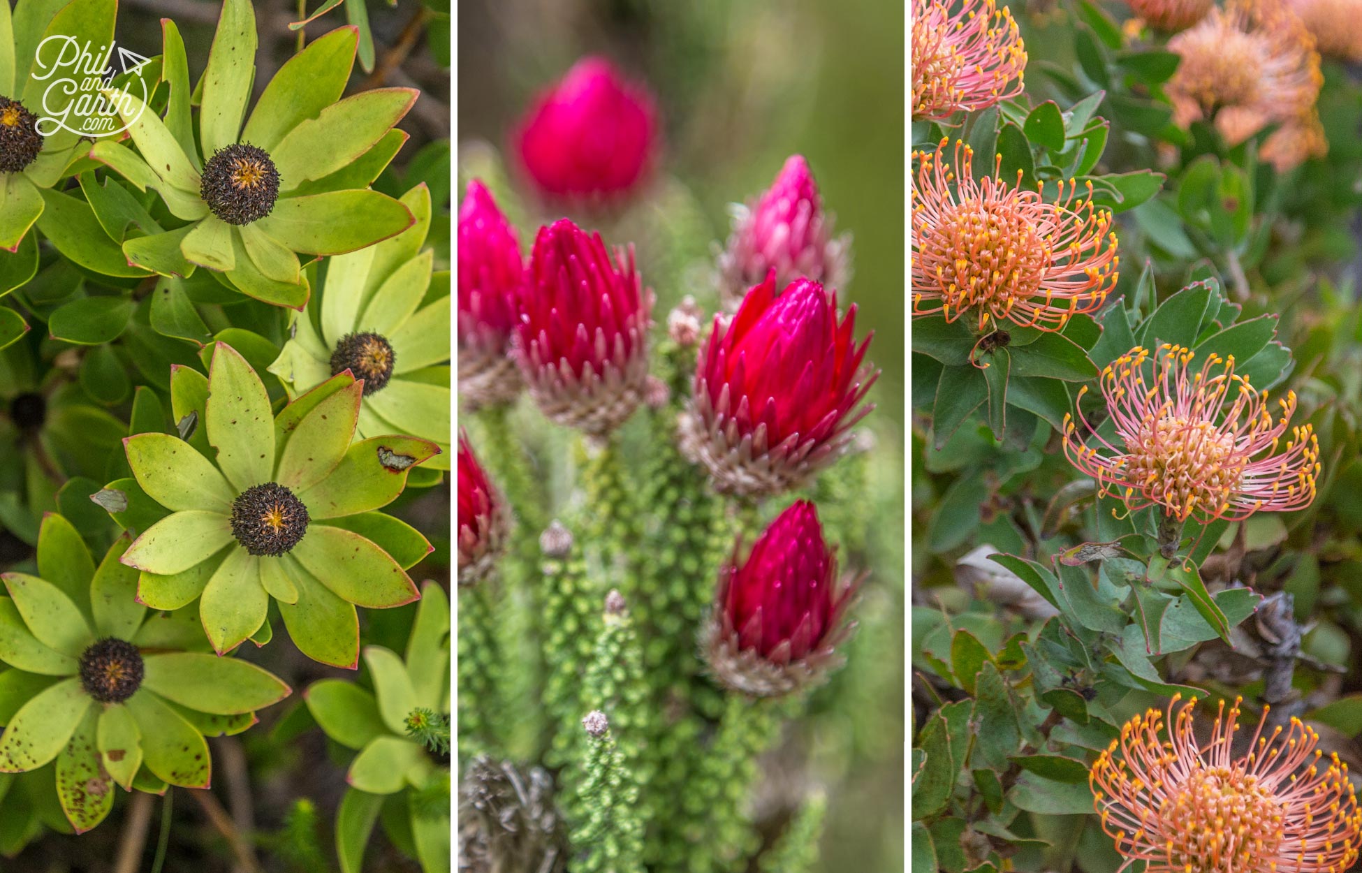 Different varieties of fynbos flowers