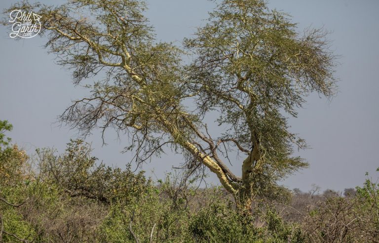 2 Day Kruger National Park Safari | Phil and Garth