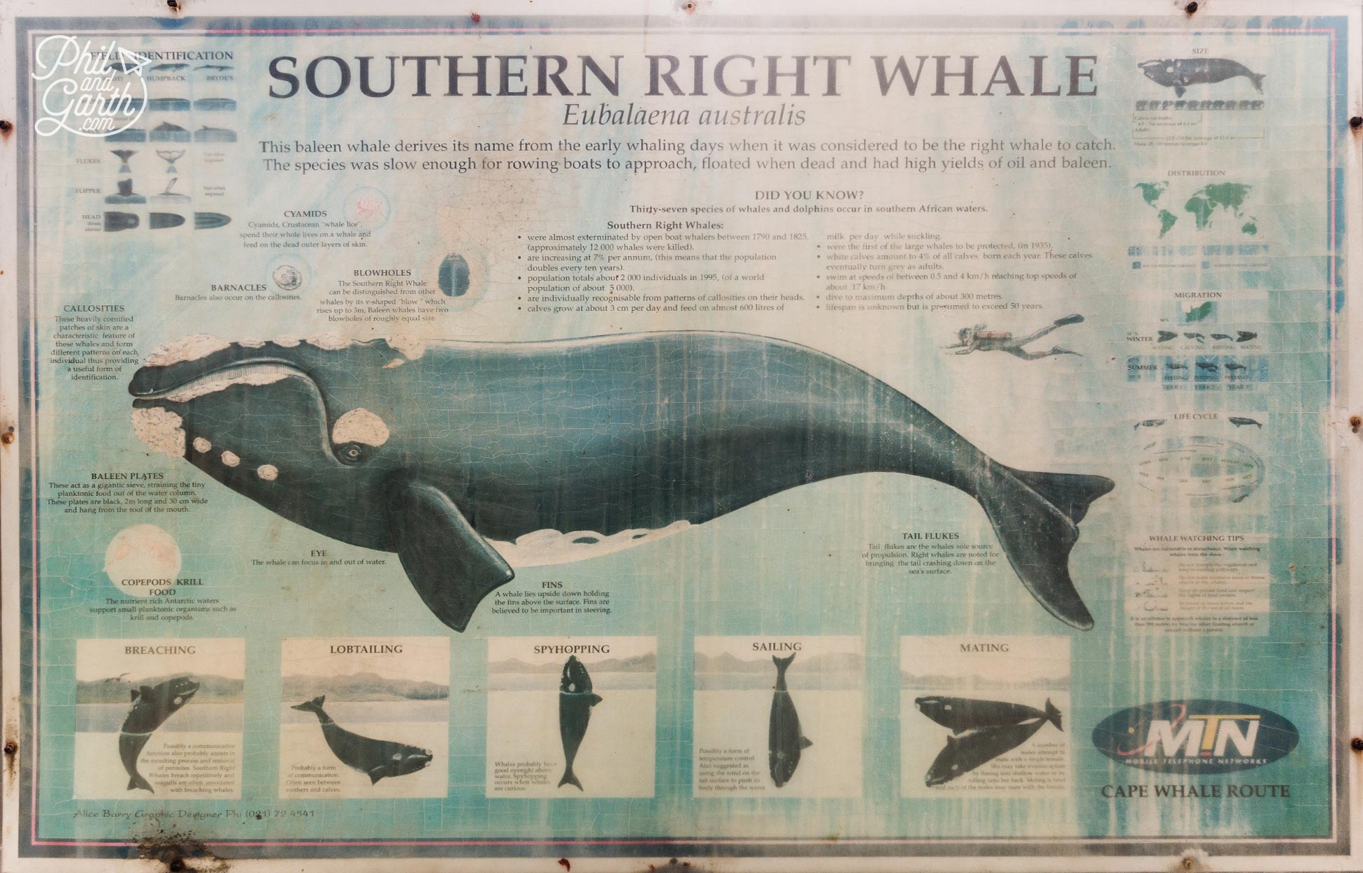 Hermanus Whale Watching - Here's what they look like