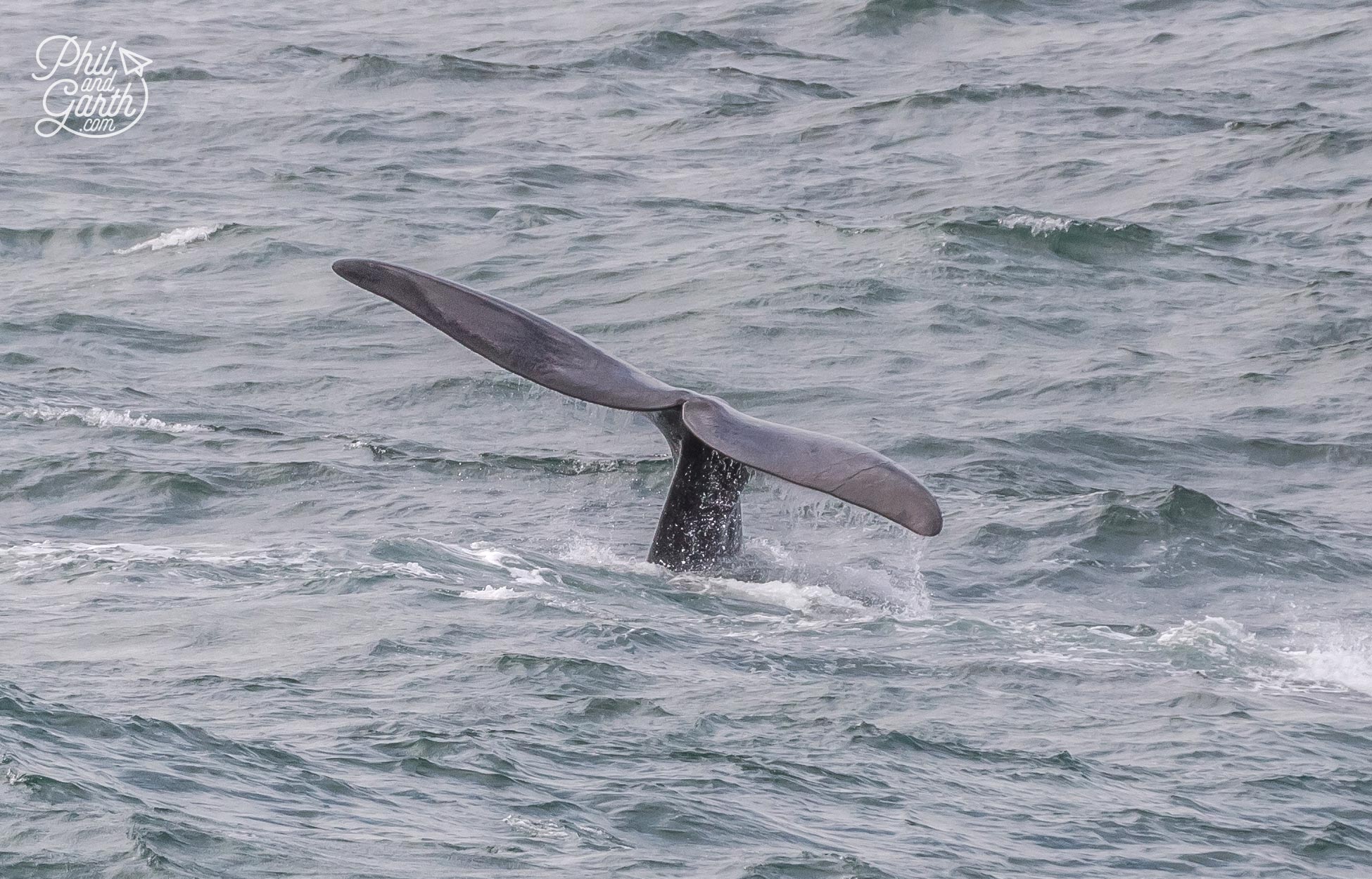 Hermanus Whale Watching - A whale showing 'sailing' behaviour. The tail can measure 5 metres across