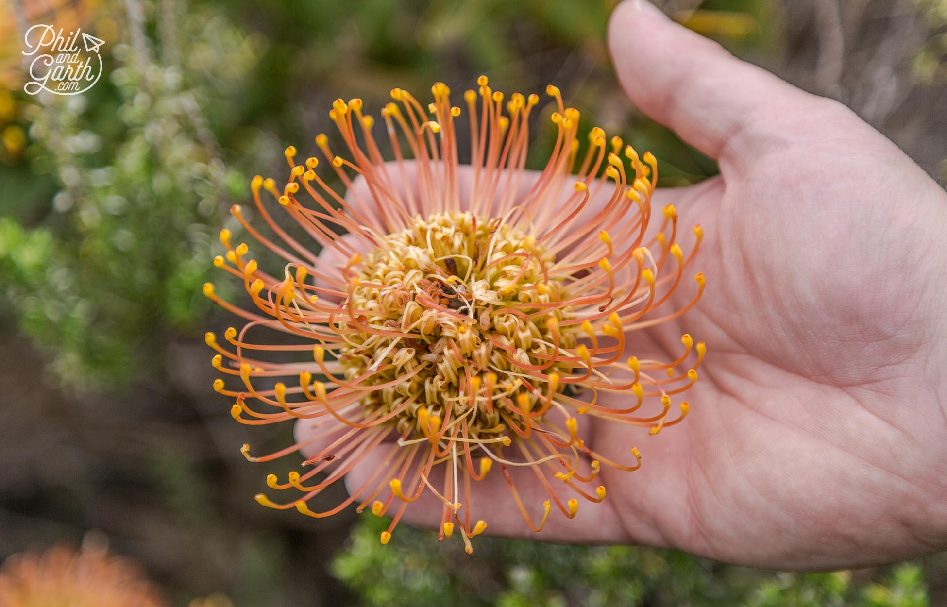 Our favourite was this one - the Pincushion Protea