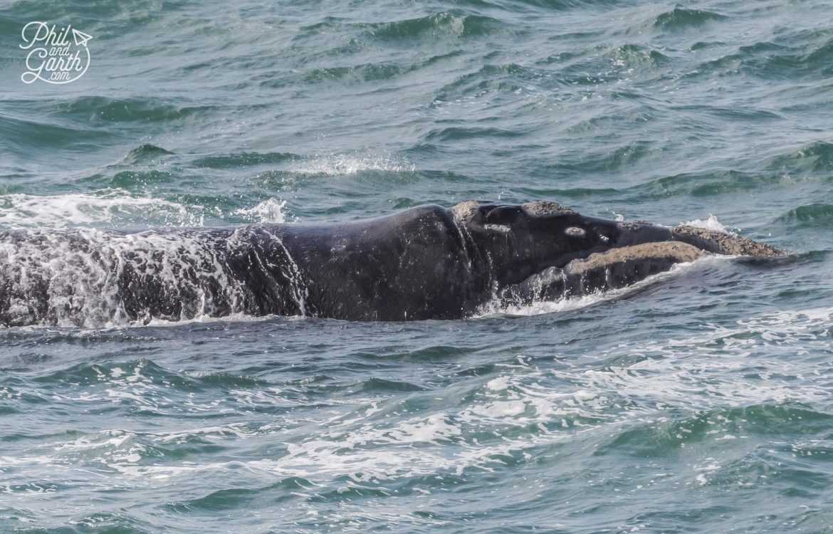 Hermanus Whale Watching Season - Phil and Garth