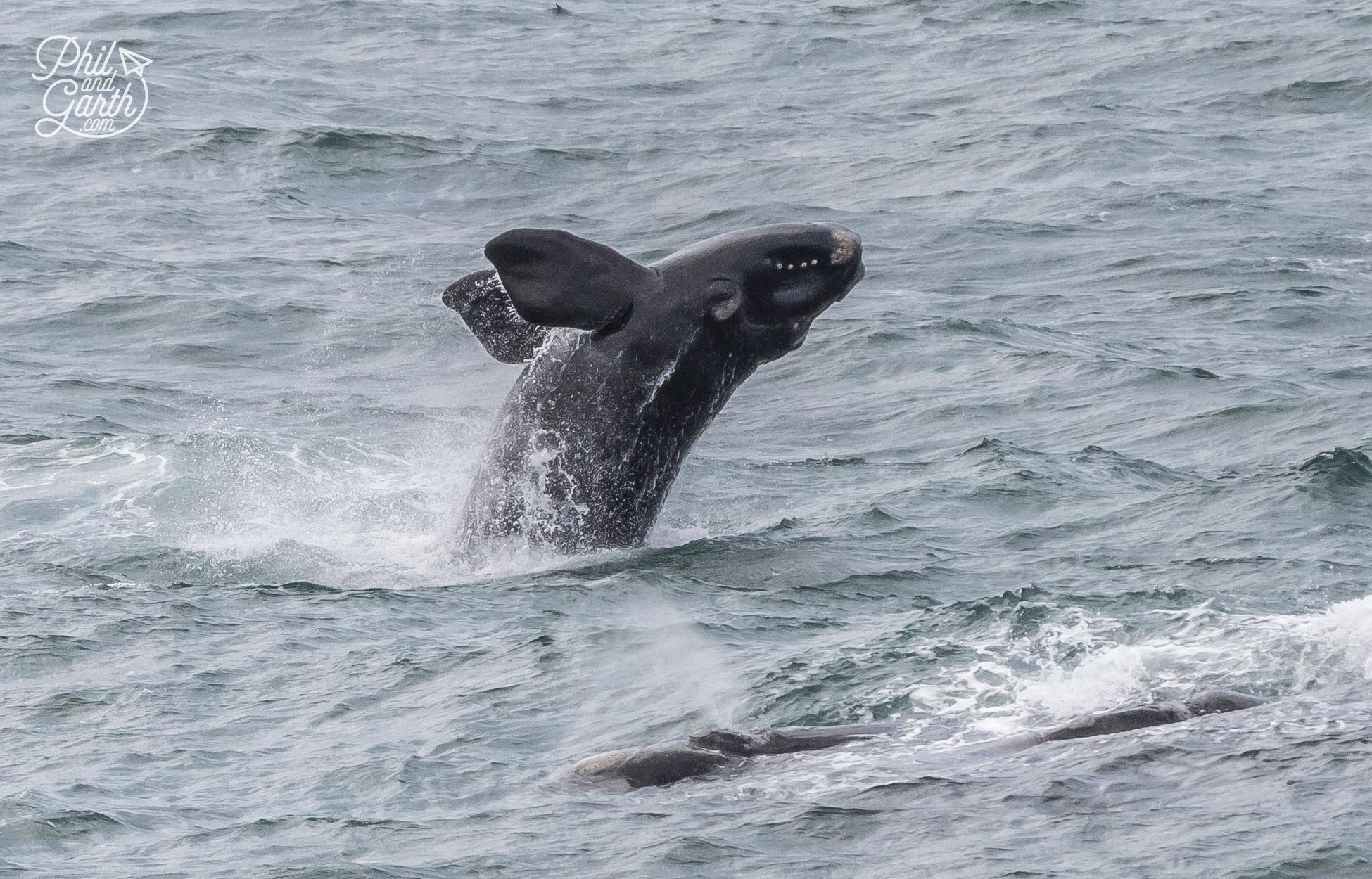 Hermanus Whale Watching - These huge and gentle giants are mesmerising to watch