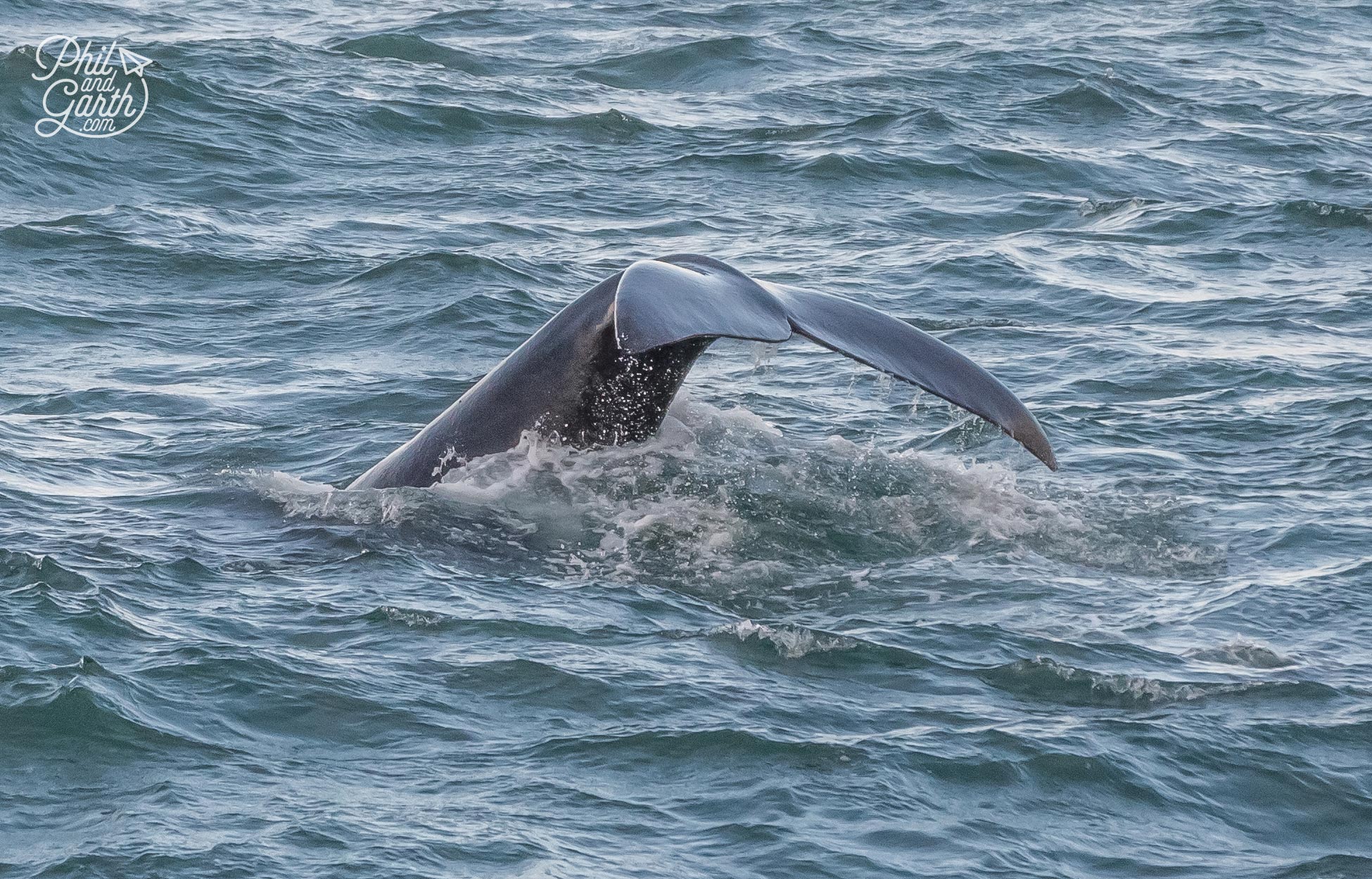 Trying to get that iconic tail shot head on, but not succeeding!