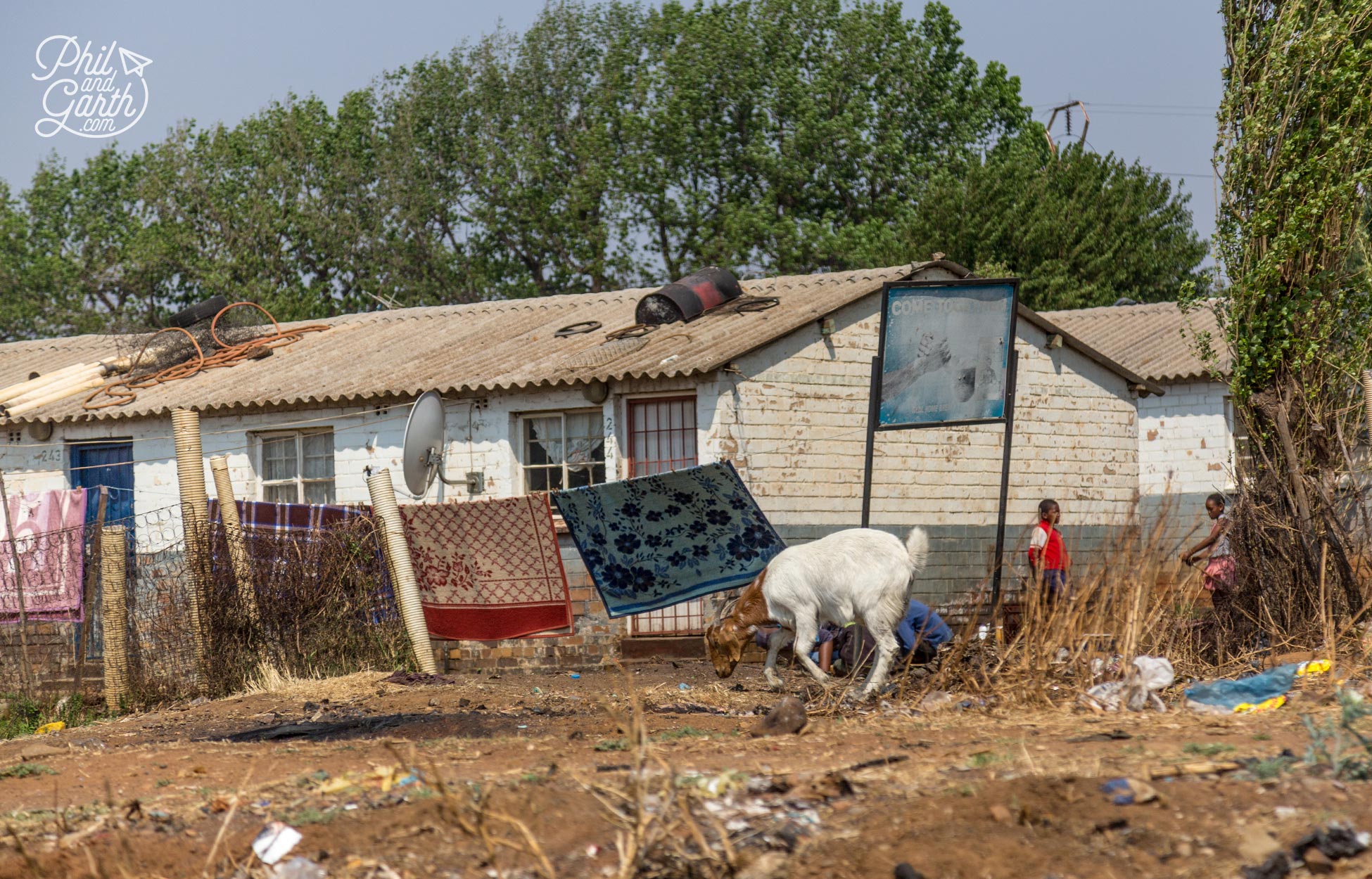 A goat roams the land outside a failed government housing project