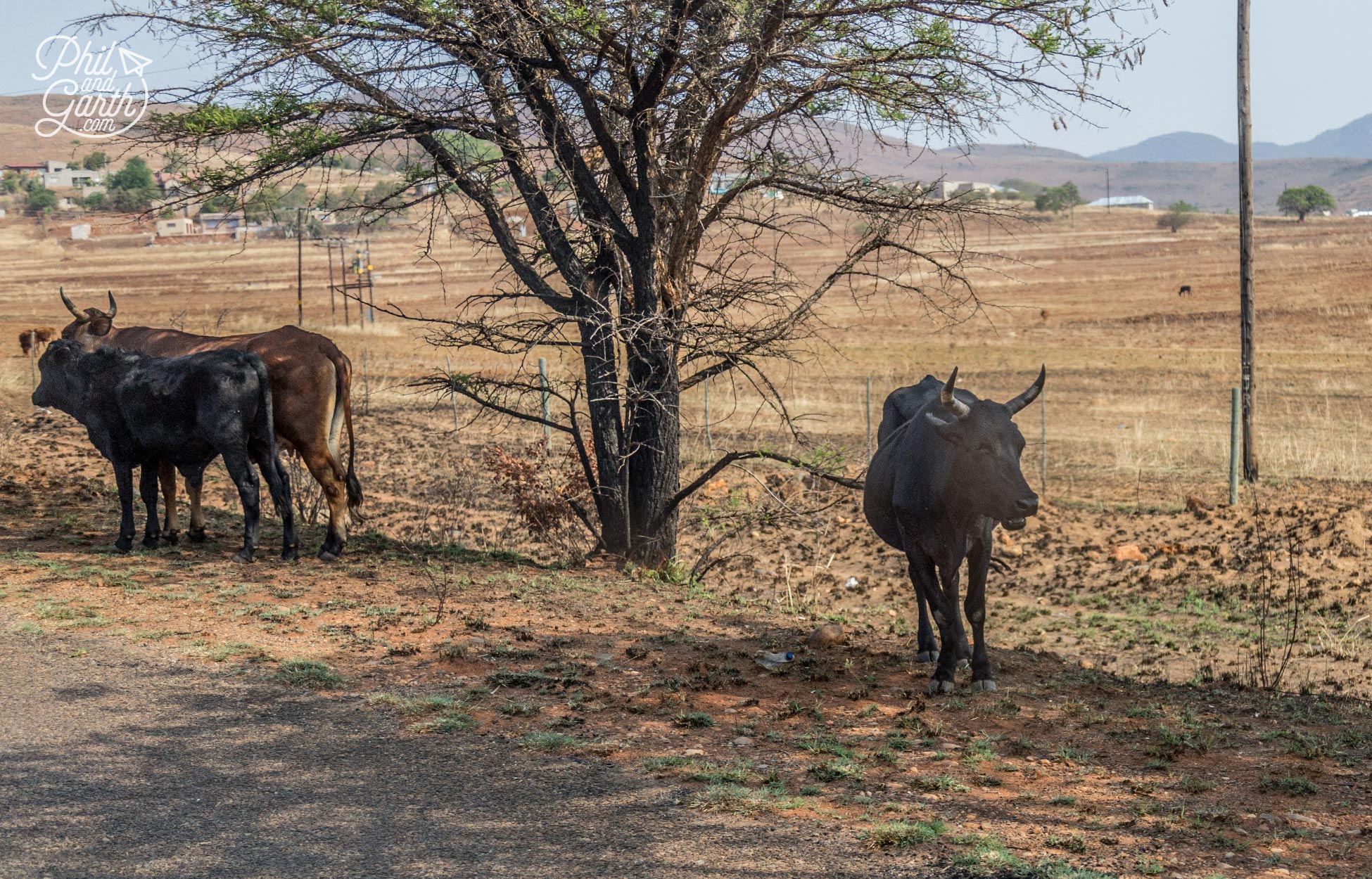 Local traffic along the Panorama Route