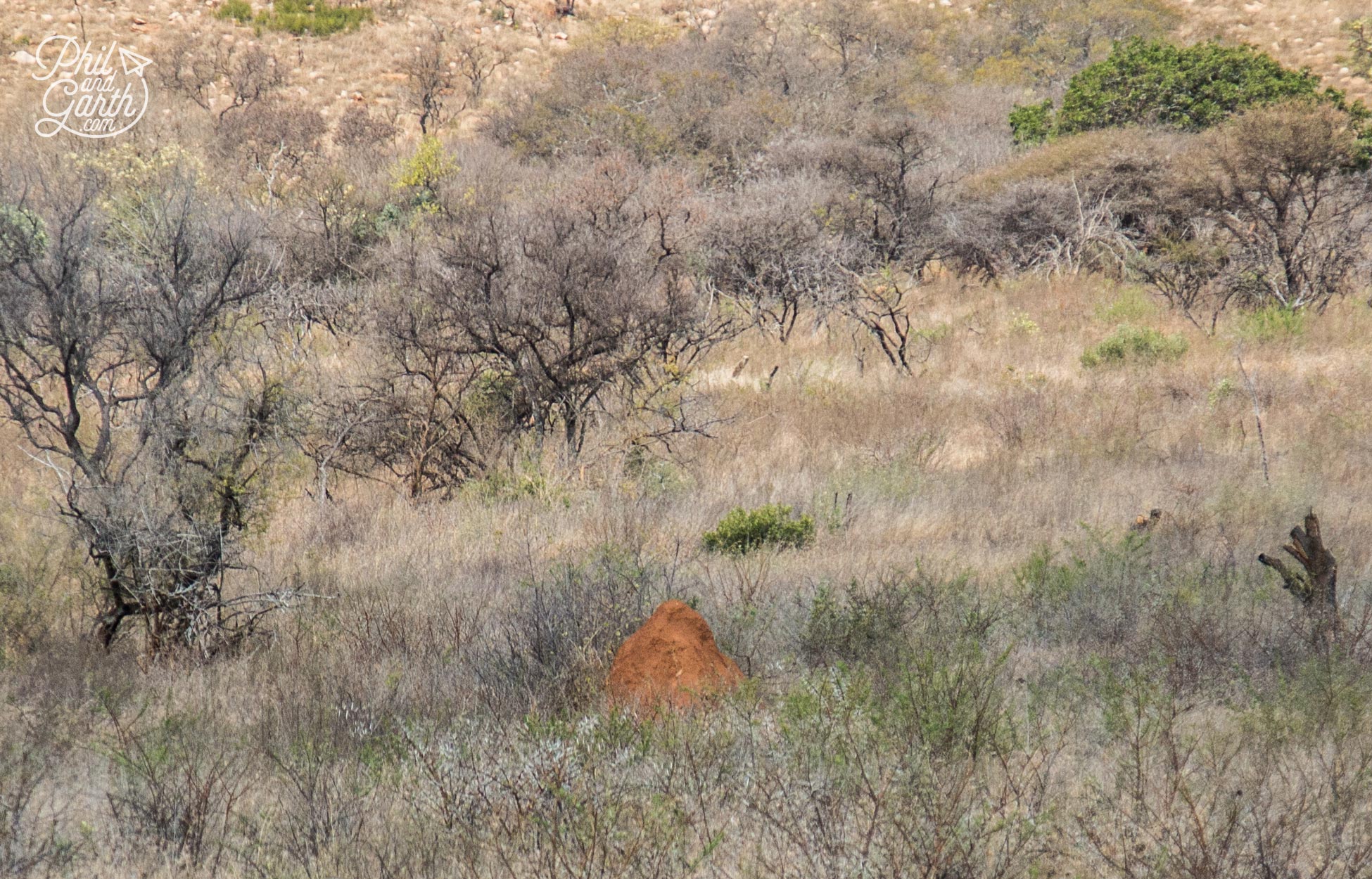 Theres' many termite hills in this region of Mpumalanga.