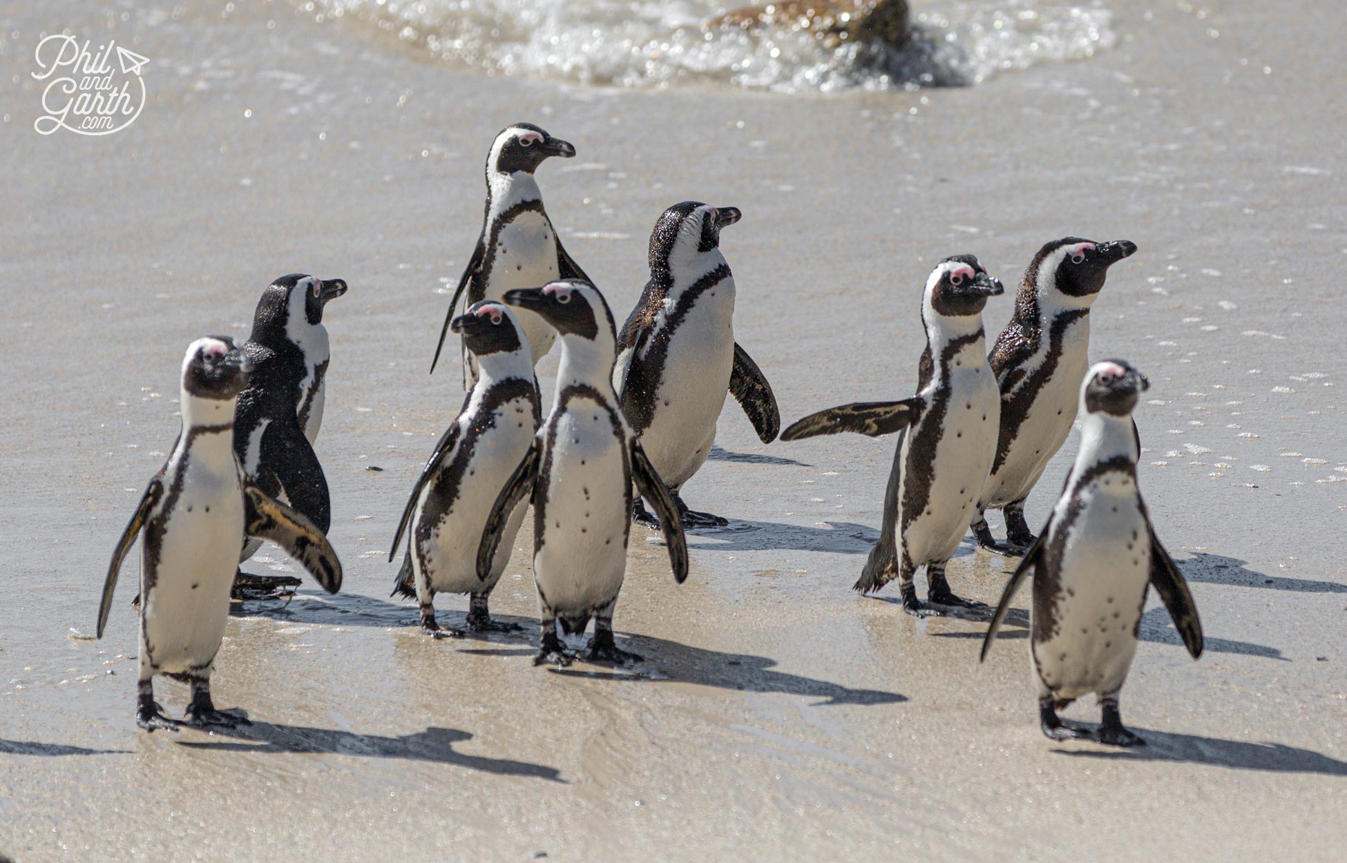 A group of African penguins return to the beach after taking a dip