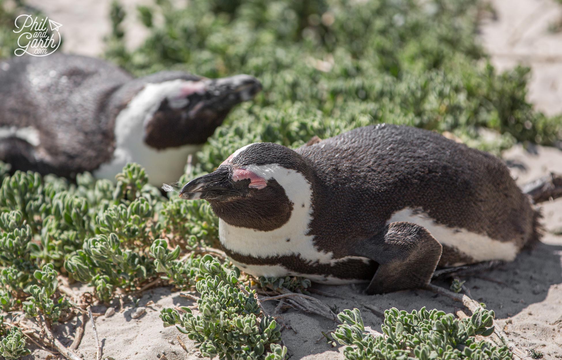 African penguins asleep in the morning sun