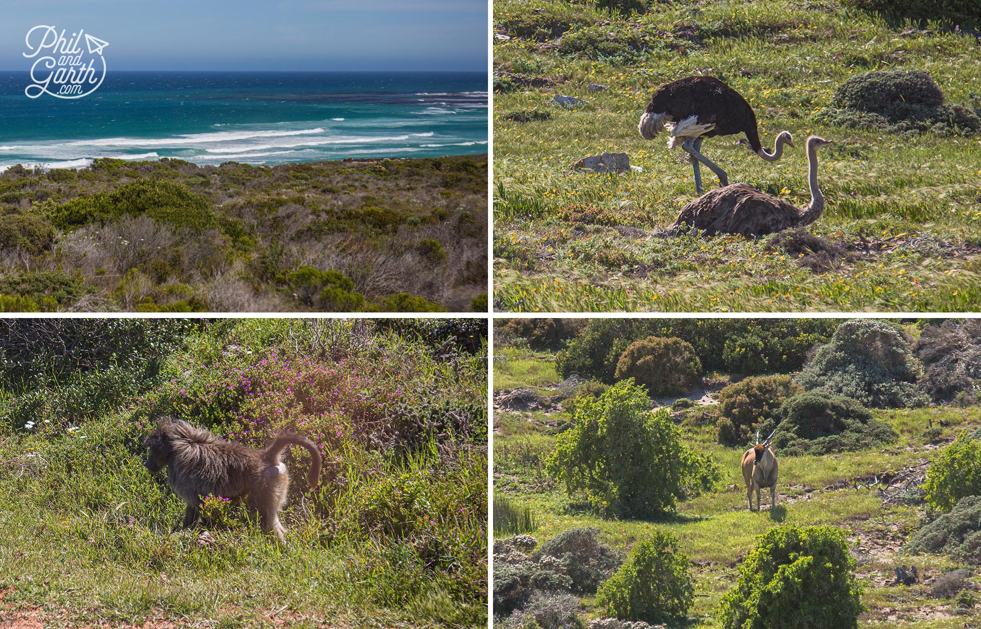 Lots of wildlife at the Cape Point Nature Reserve