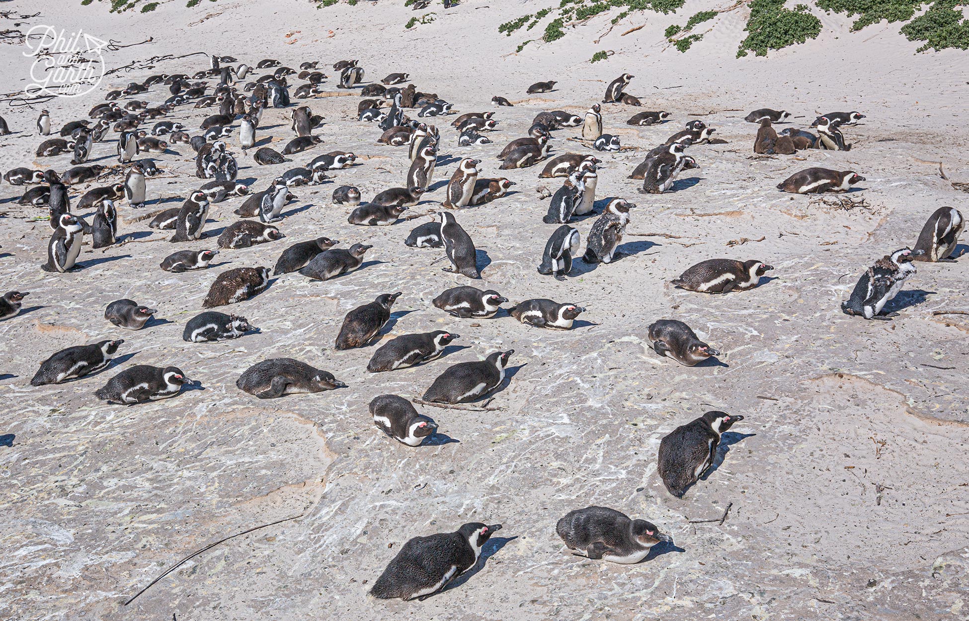 African penguins are social breeders and nest together in colonies.