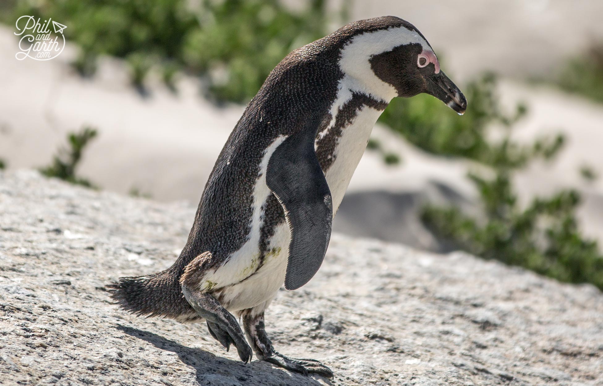 The endangered African penguin