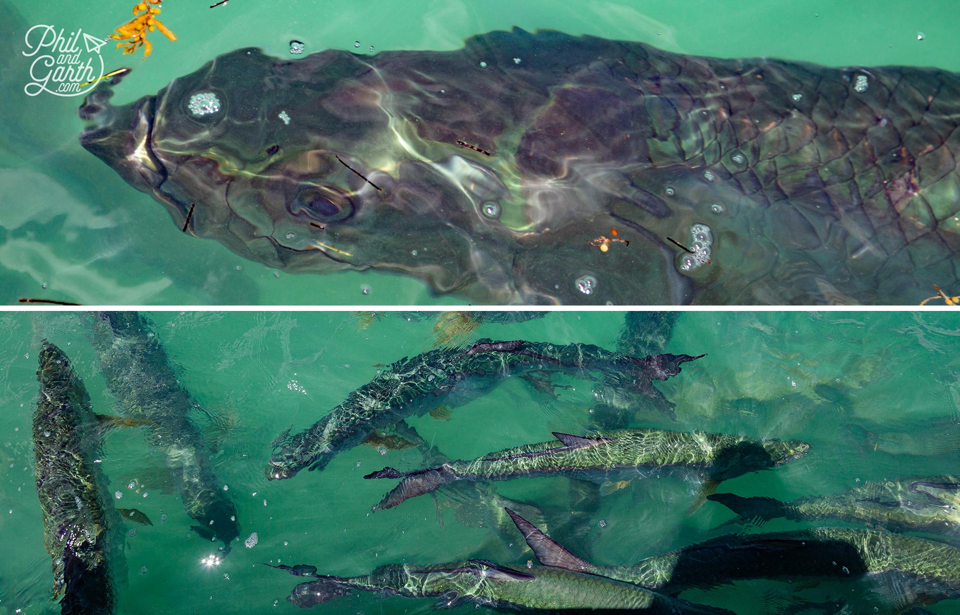 It costs a $2.25 to walk onto the pier, and another $4 for a bucket of fish to feed them