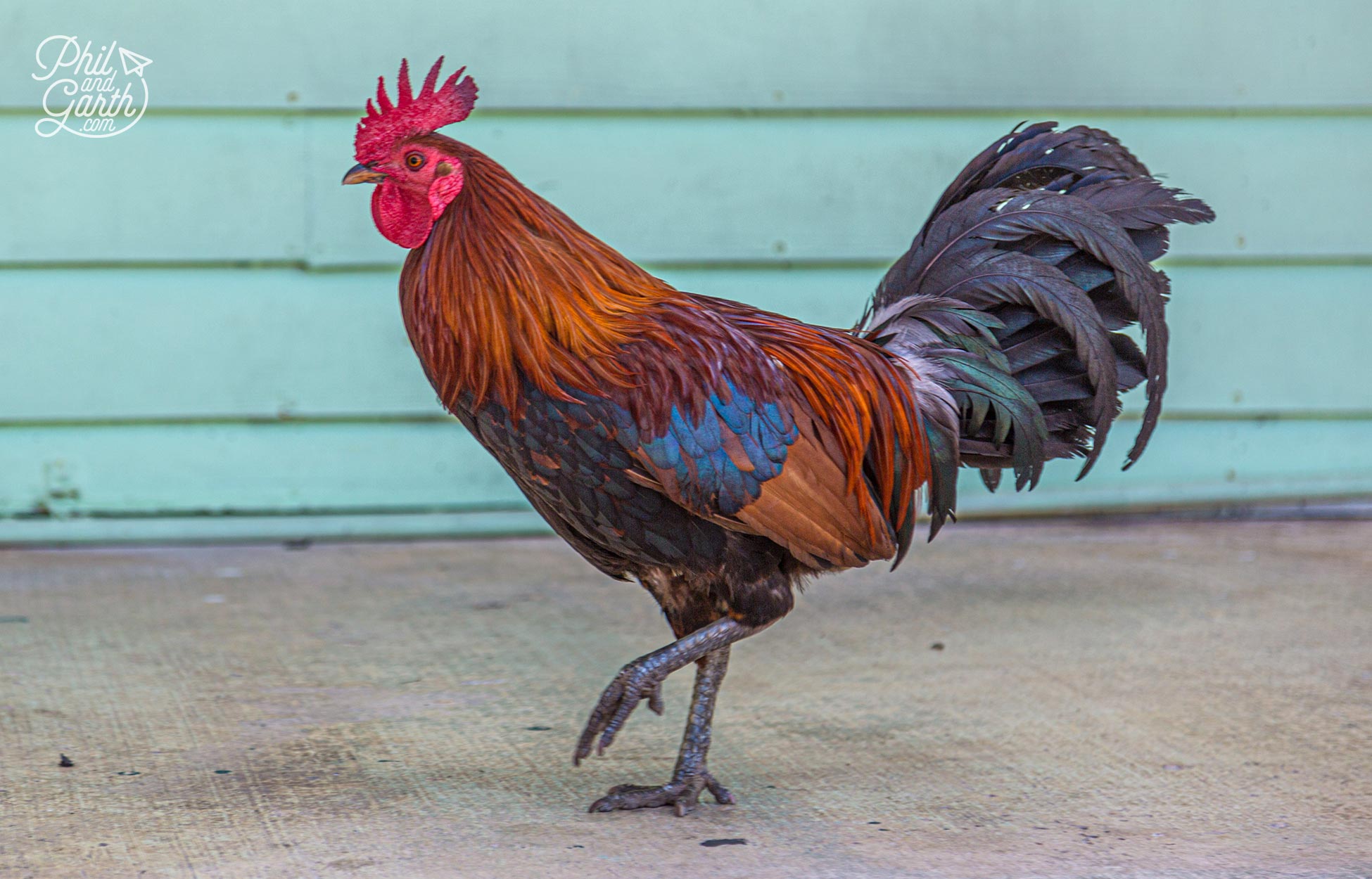 Roosters roam the streets, they are an important symbol in Cuban culture