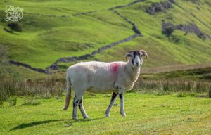 The Best Yorkshire Dales Villages And Attractions Phil And Garth