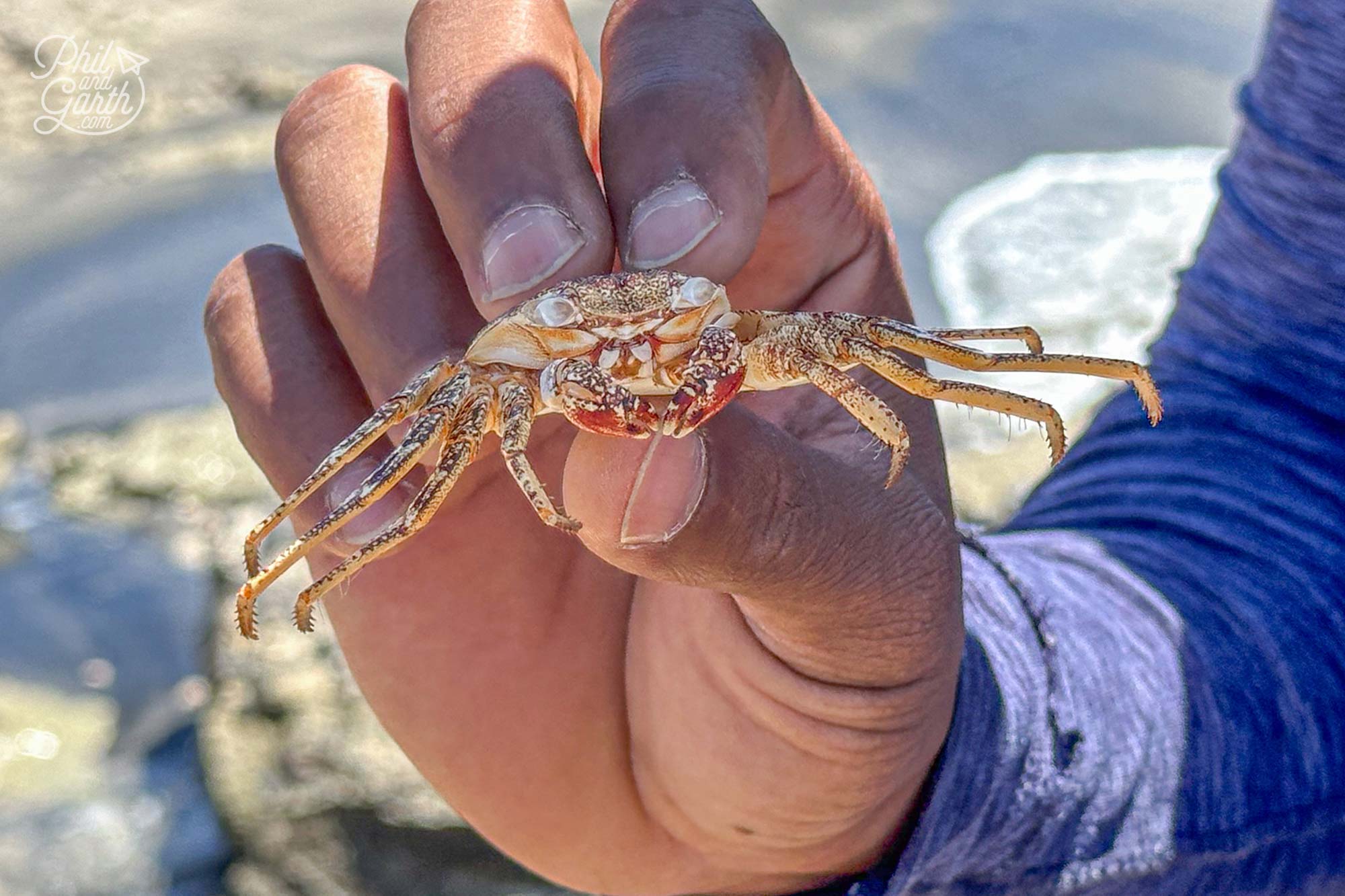 Discarded crab skin shell