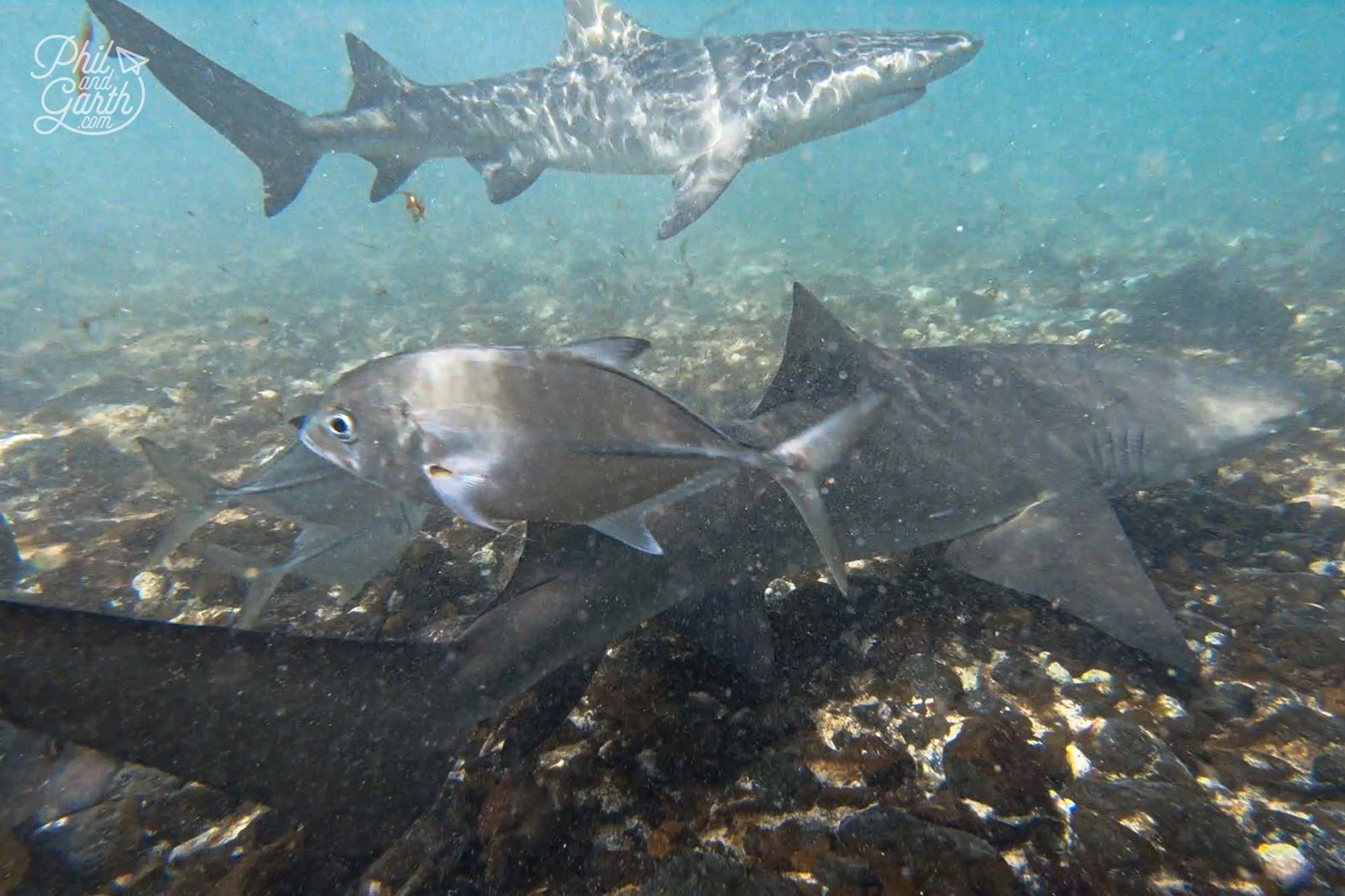 So many fish and baby lemon sharks!