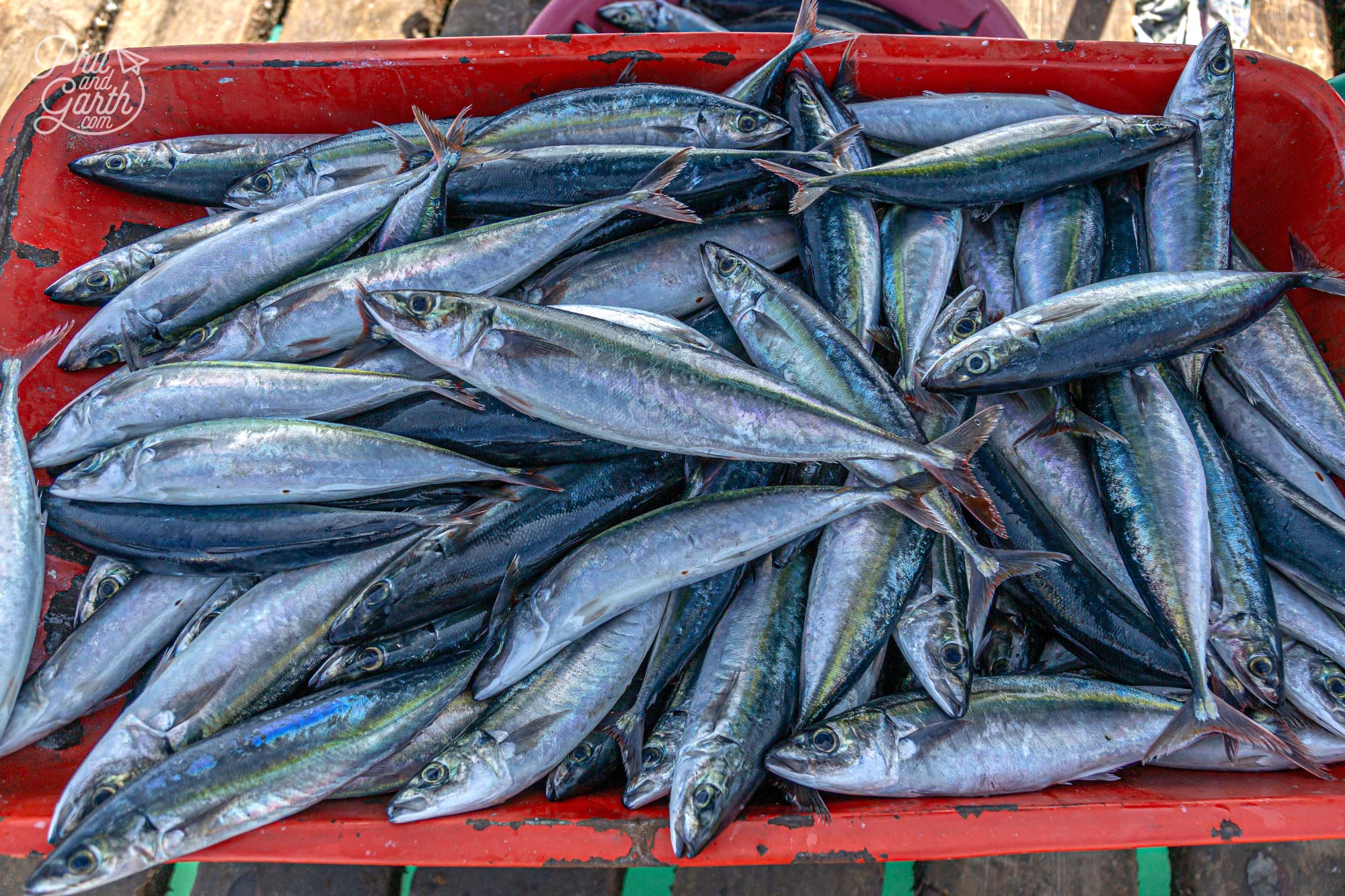 So many wheelbarrows of fresh fish