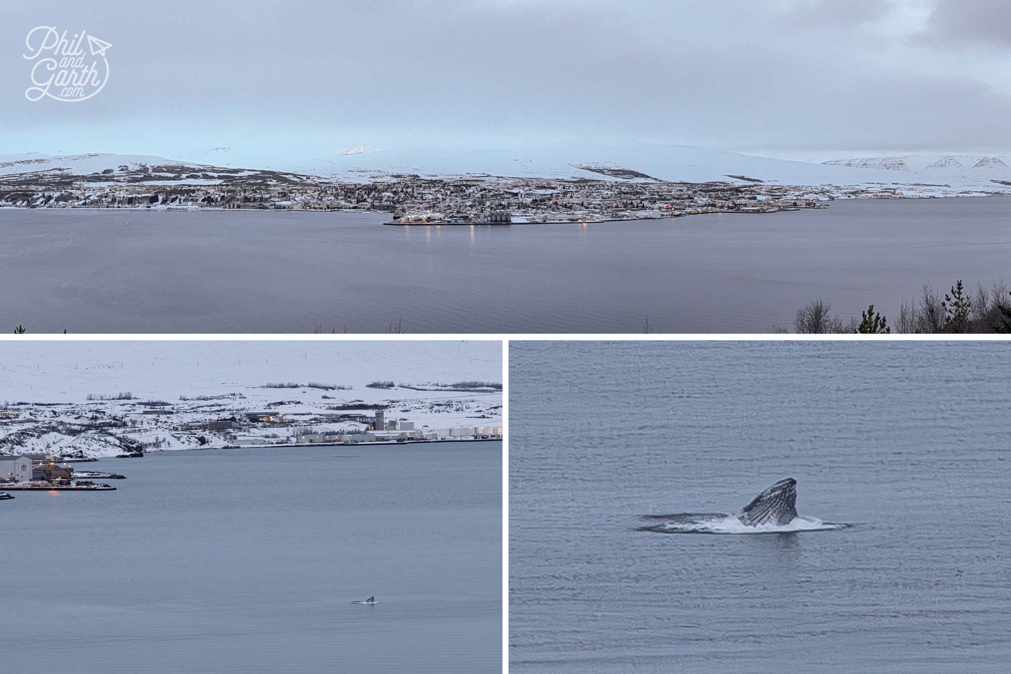 Akureyri Viewpoint and whale watching