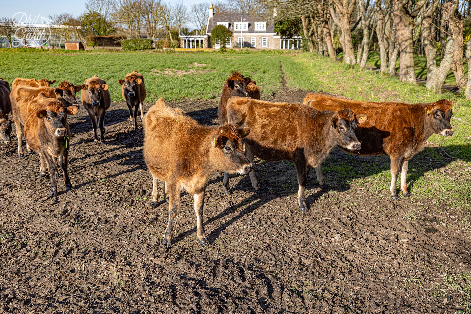 Some Jersey cows we spotted in the countryside came to greet us